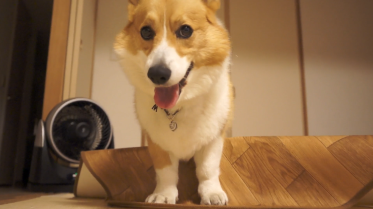 動物,犬,猫,しつけ,飼い方,育て方,病気,健康