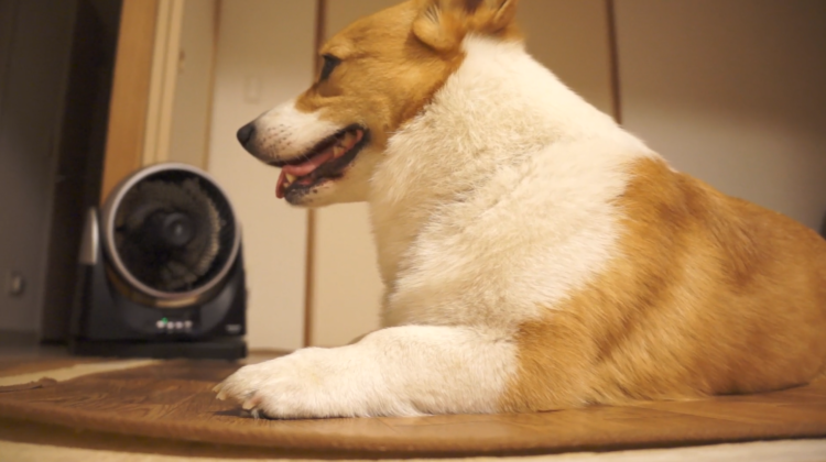 動物,犬,猫,しつけ,飼い方,育て方,病気,健康
