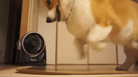 動物,犬,猫,しつけ,飼い方,育て方,病気,健康