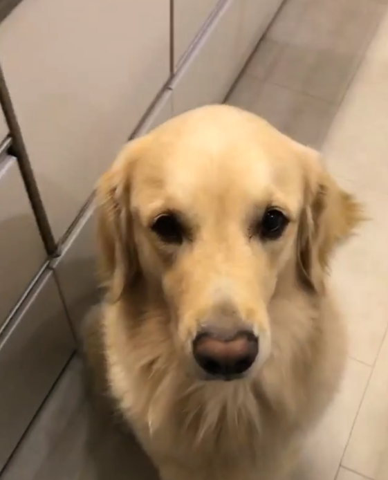 動物,犬,猫,しつけ,飼い方,育て方,病気,健康