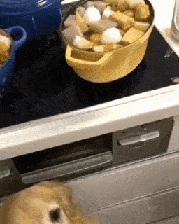 動物,犬,猫,しつけ,飼い方,育て方,病気,健康