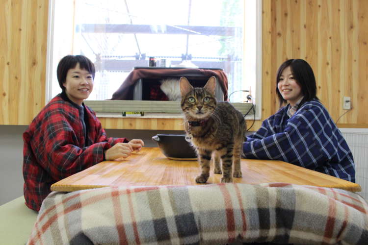 動物,犬,猫,しつけ,飼い方,育て方,病気,健康