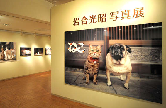 動物,犬,猫,しつけ,飼い方,育て方,病気,健康