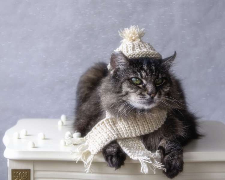 2018年1月~3月、猫の季節到来! 見逃せにゃい【猫イベント】を紹介