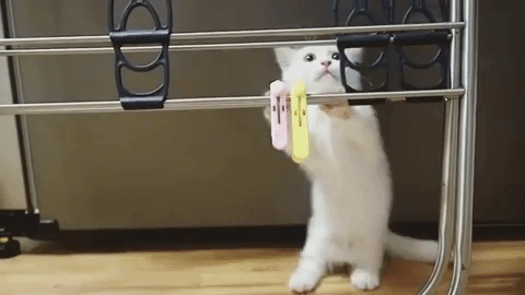 動物,犬,猫,しつけ,飼い方,育て方,病気,健康