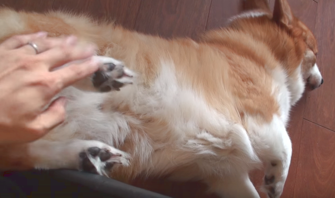 動物,犬,猫,しつけ,飼い方,育て方,病気,健康
