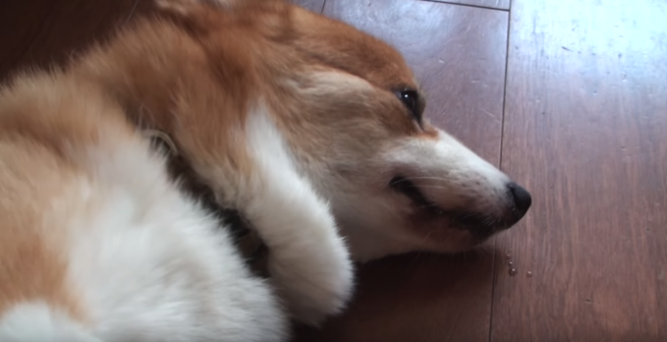 動物,犬,猫,しつけ,飼い方,育て方,病気,健康