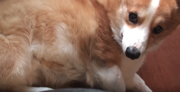 動物,犬,猫,しつけ,飼い方,育て方,病気,健康