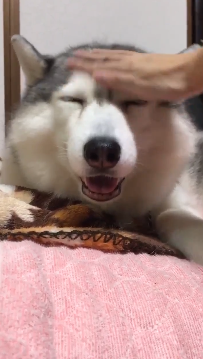 動物,犬,猫,しつけ,飼い方,育て方,病気,健康