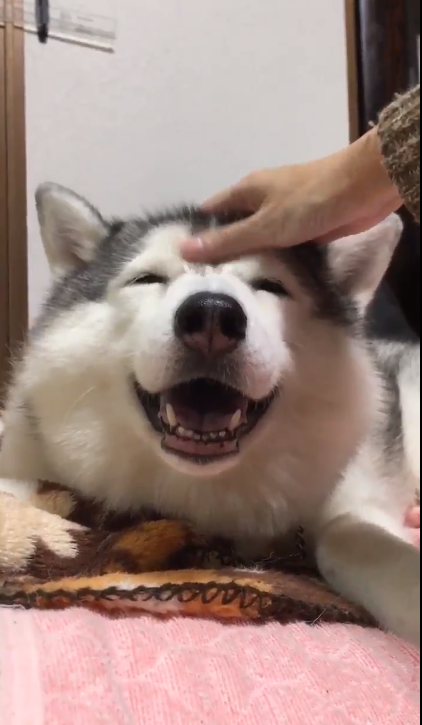 動物,犬,猫,しつけ,飼い方,育て方,病気,健康
