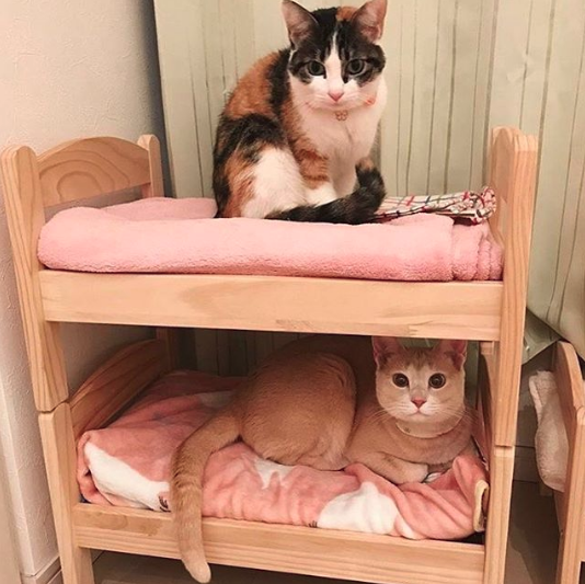 「よもぎ」ちゃんと「きなこ」くん