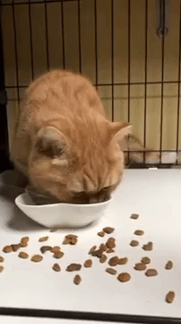 動物,犬,猫,しつけ,飼い方,育て方,病気,健康