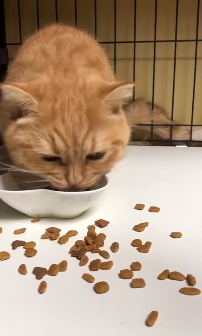 動物,犬,猫,しつけ,飼い方,育て方,病気,健康