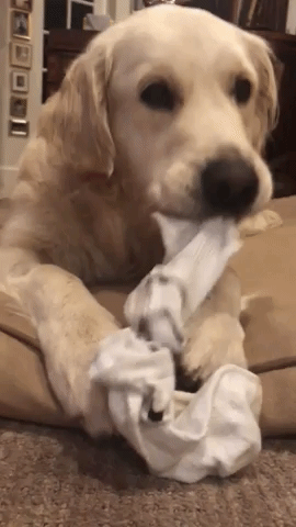動物,犬,猫,しつけ,飼い方,育て方,病気,健康