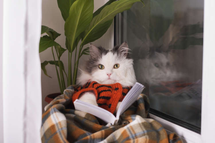 寒い冬の夜は「猫マンガ」を読もう! 心がグッと温まるオススメの7冊
