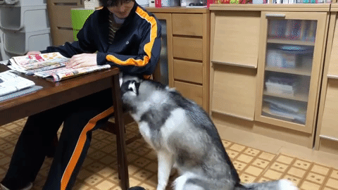 動物,犬,猫,しつけ,飼い方,育て方,病気,健康