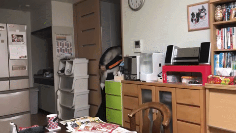動物,犬,猫,しつけ,飼い方,育て方,病気,健康