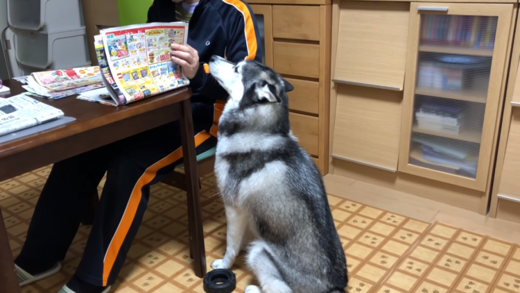 動物,犬,猫,しつけ,飼い方,育て方,病気,健康