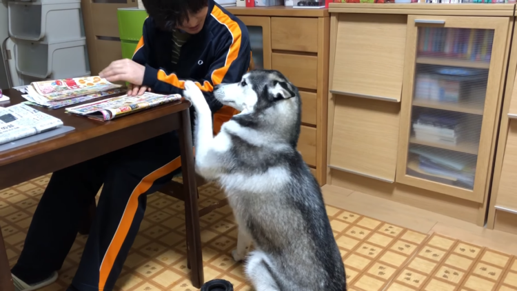 動物,犬,猫,しつけ,飼い方,育て方,病気,健康