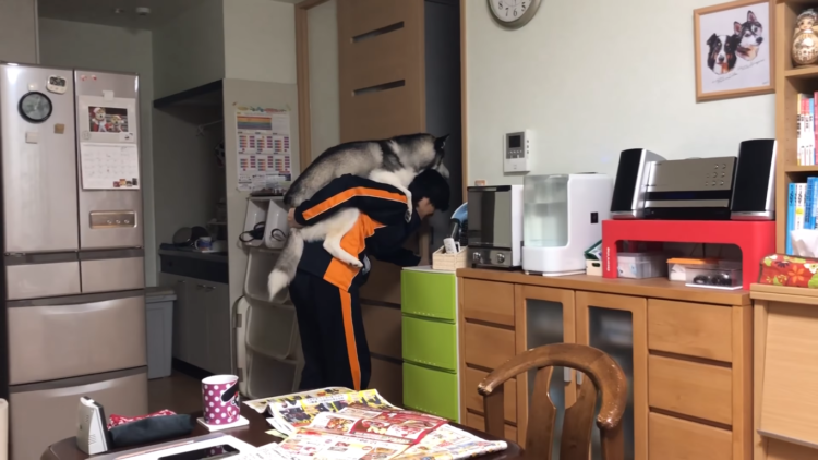 動物,犬,猫,しつけ,飼い方,育て方,病気,健康