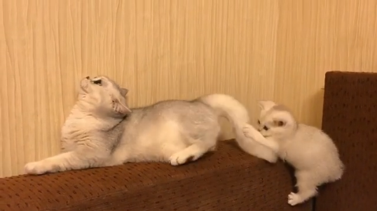 動物,犬,猫,しつけ,飼い方,育て方,病気,健康