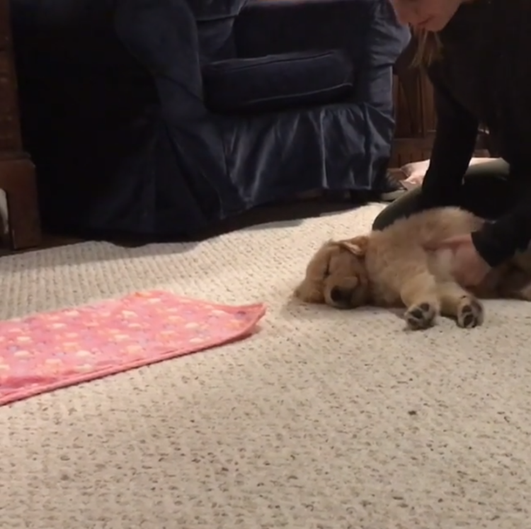 動物,犬,猫,しつけ,飼い方,育て方,病気,健康