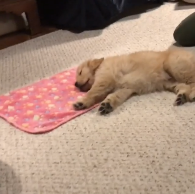 動物,犬,猫,しつけ,飼い方,育て方,病気,健康