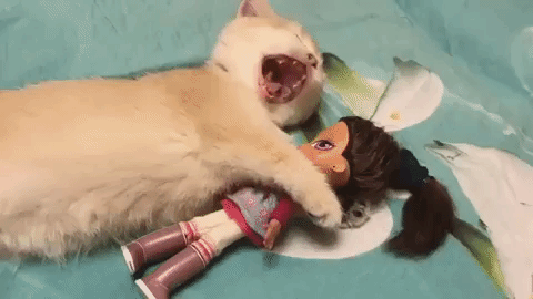 動物,犬,猫,しつけ,飼い方,育て方,病気,健康