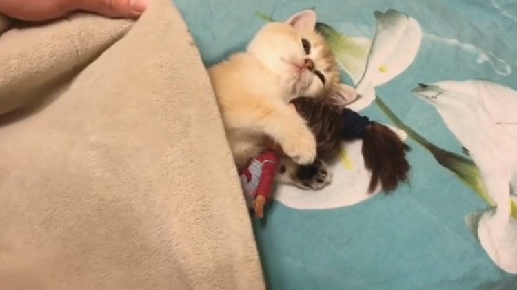 動物,犬,猫,しつけ,飼い方,育て方,病気,健康