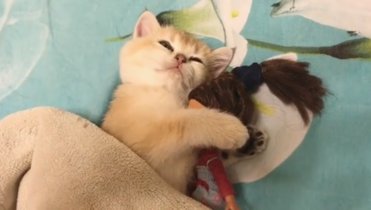 動物,犬,猫,しつけ,飼い方,育て方,病気,健康