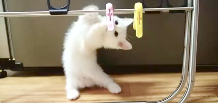 【これは何だニャ?】洗濯バサミと戦う子猫。あれこれ頑張る姿が…(*´艸`*)