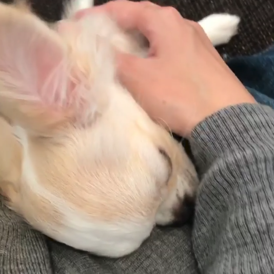 動物,犬,猫,しつけ,飼い方,育て方,病気,健康