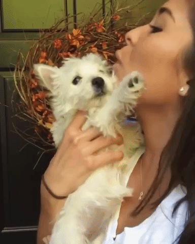 動物,犬,猫,しつけ,飼い方,育て方,病気,健康