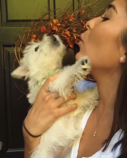 動物,犬,猫,しつけ,飼い方,育て方,病気,健康