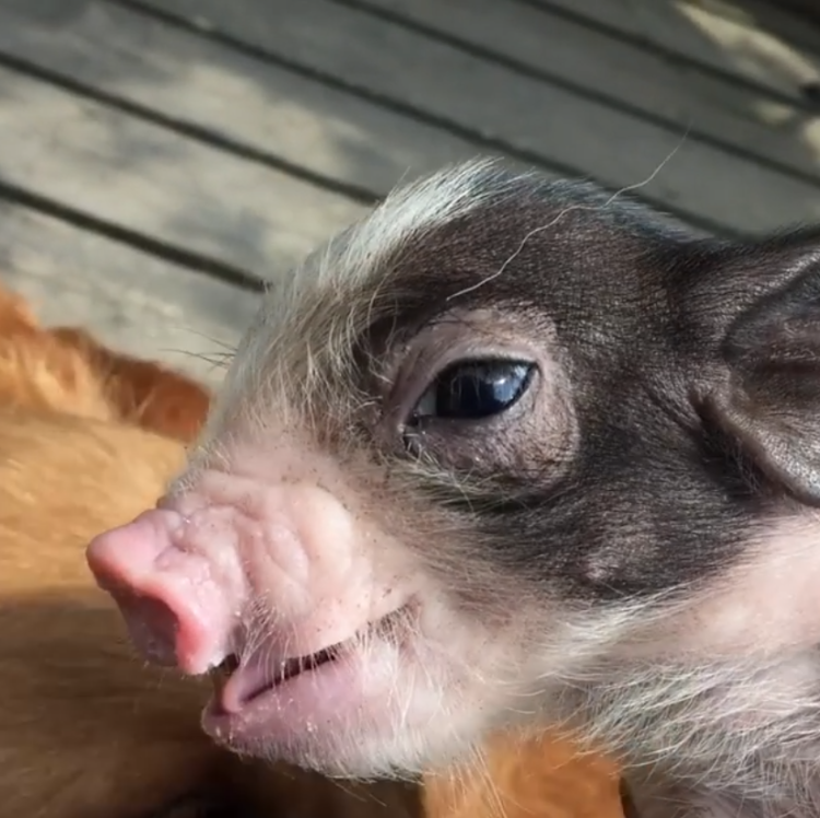 動物,犬,猫,しつけ,飼い方,育て方,病気,健康
