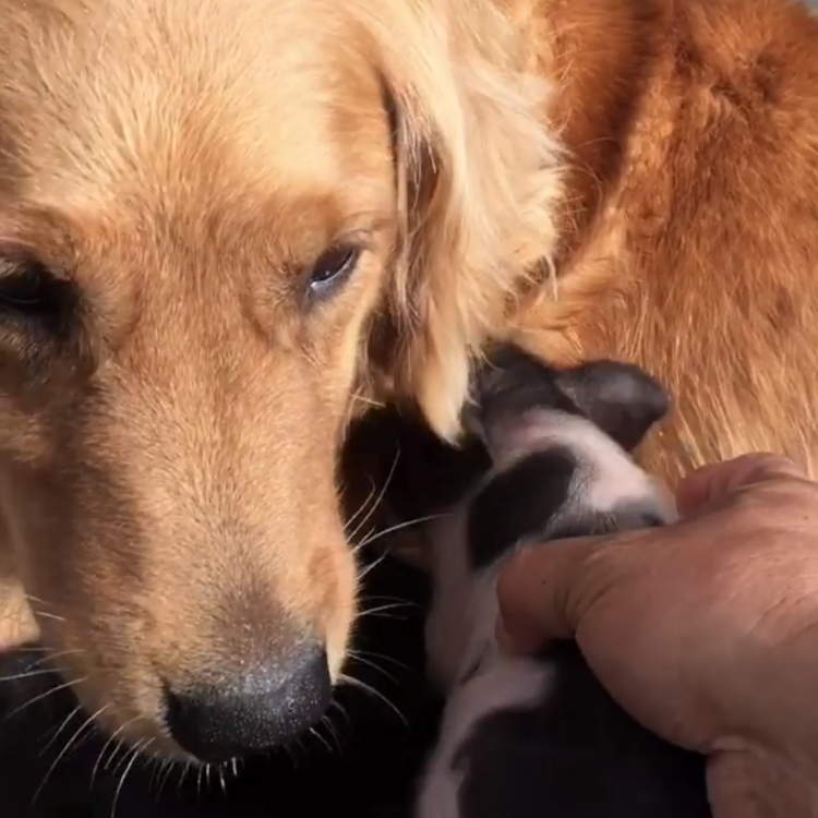 動物,犬,猫,しつけ,飼い方,育て方,病気,健康
