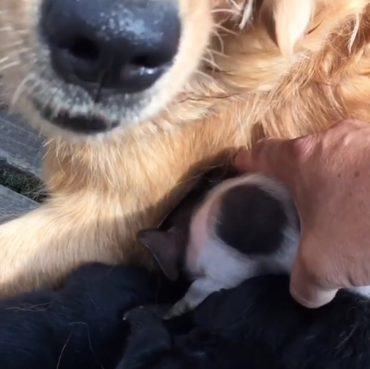 動物,犬,猫,しつけ,飼い方,育て方,病気,健康