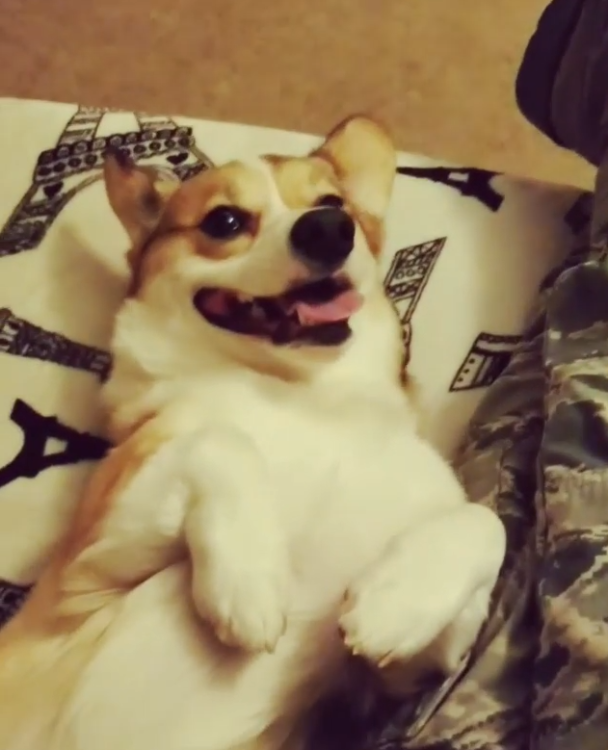 動物,犬,猫,しつけ,飼い方,育て方,病気,健康