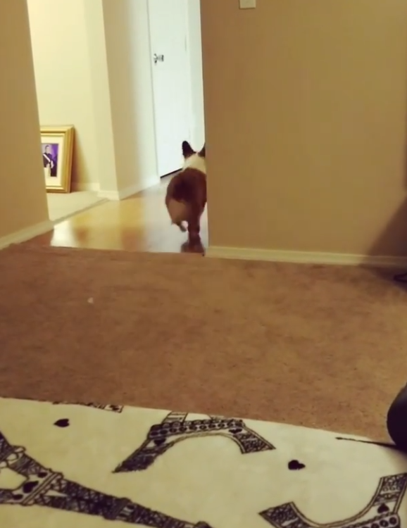 動物,犬,猫,しつけ,飼い方,育て方,病気,健康