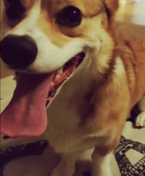 動物,犬,猫,しつけ,飼い方,育て方,病気,健康