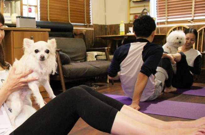動物,犬,猫,しつけ,飼い方,育て方,病気,健康