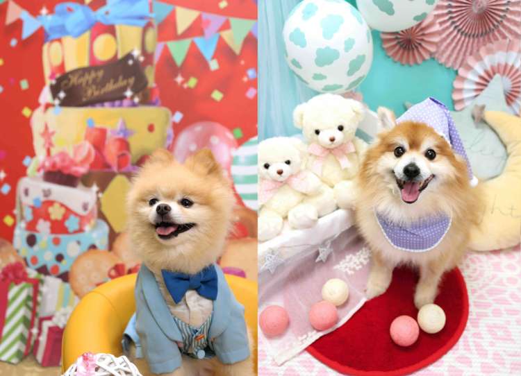 動物,犬,猫,しつけ,飼い方,育て方,病気,健康