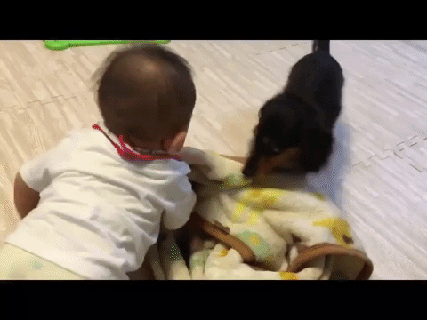 動物,犬,猫,しつけ,飼い方,育て方,病気,健康