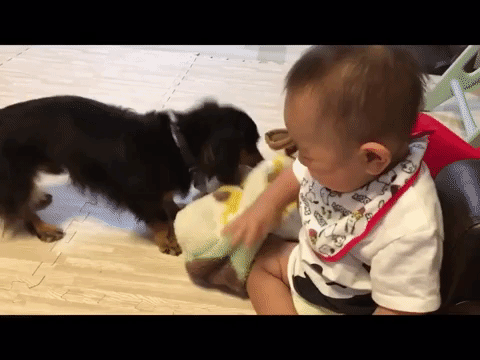 動物,犬,猫,しつけ,飼い方,育て方,病気,健康