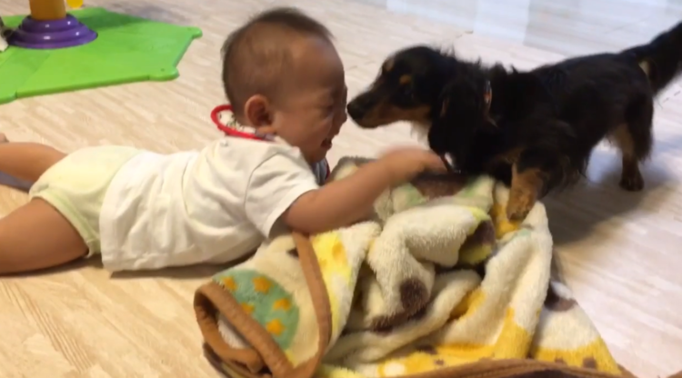 動物,犬,猫,しつけ,飼い方,育て方,病気,健康
