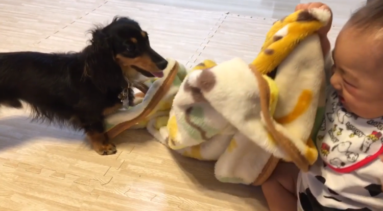 動物,犬,猫,しつけ,飼い方,育て方,病気,健康