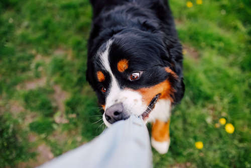 動物,犬,猫,しつけ,飼い方,育て方,病気,健康
