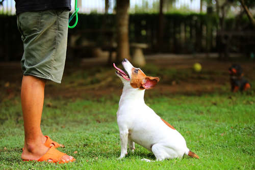動物,犬,猫,しつけ,飼い方,育て方,病気,健康
