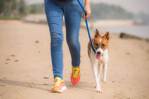 動物,犬,猫,しつけ,飼い方,育て方,病気,健康