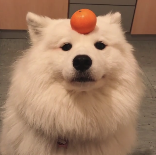 動物,犬,猫,しつけ,飼い方,育て方,病気,健康